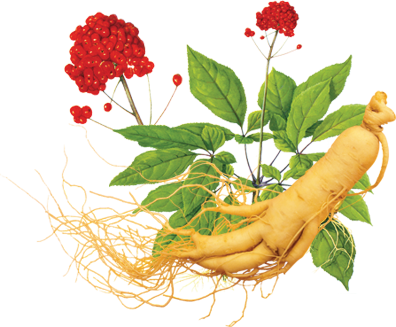 Hình ảnh trang đăng nhập quản trị